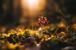 Le développement durable : vers un avenir écoresponsable ?