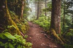 Voyage nature : comment se ressourcer au plus près de la nature ?